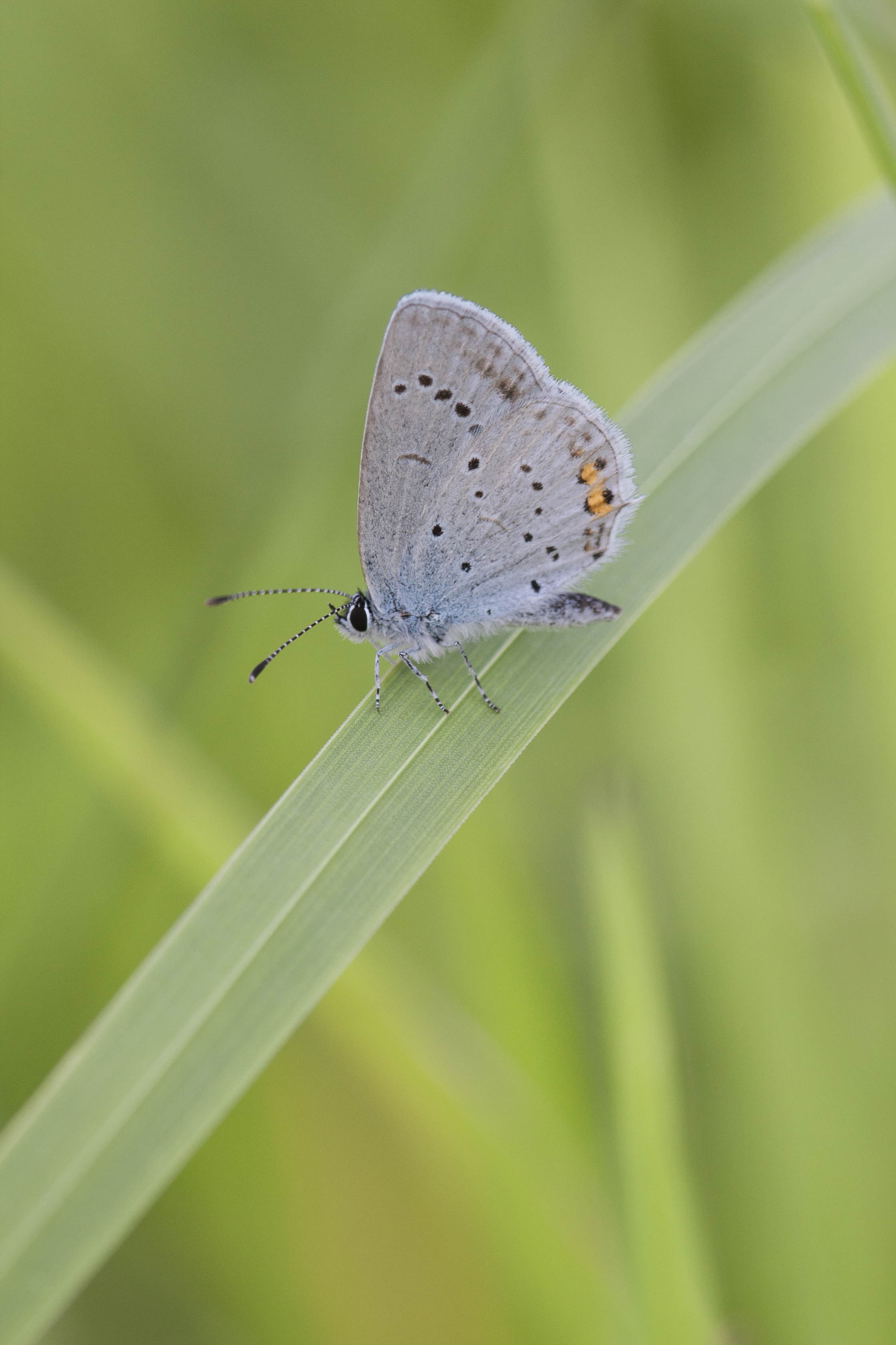 Short tailed blue  - Cupido argiades