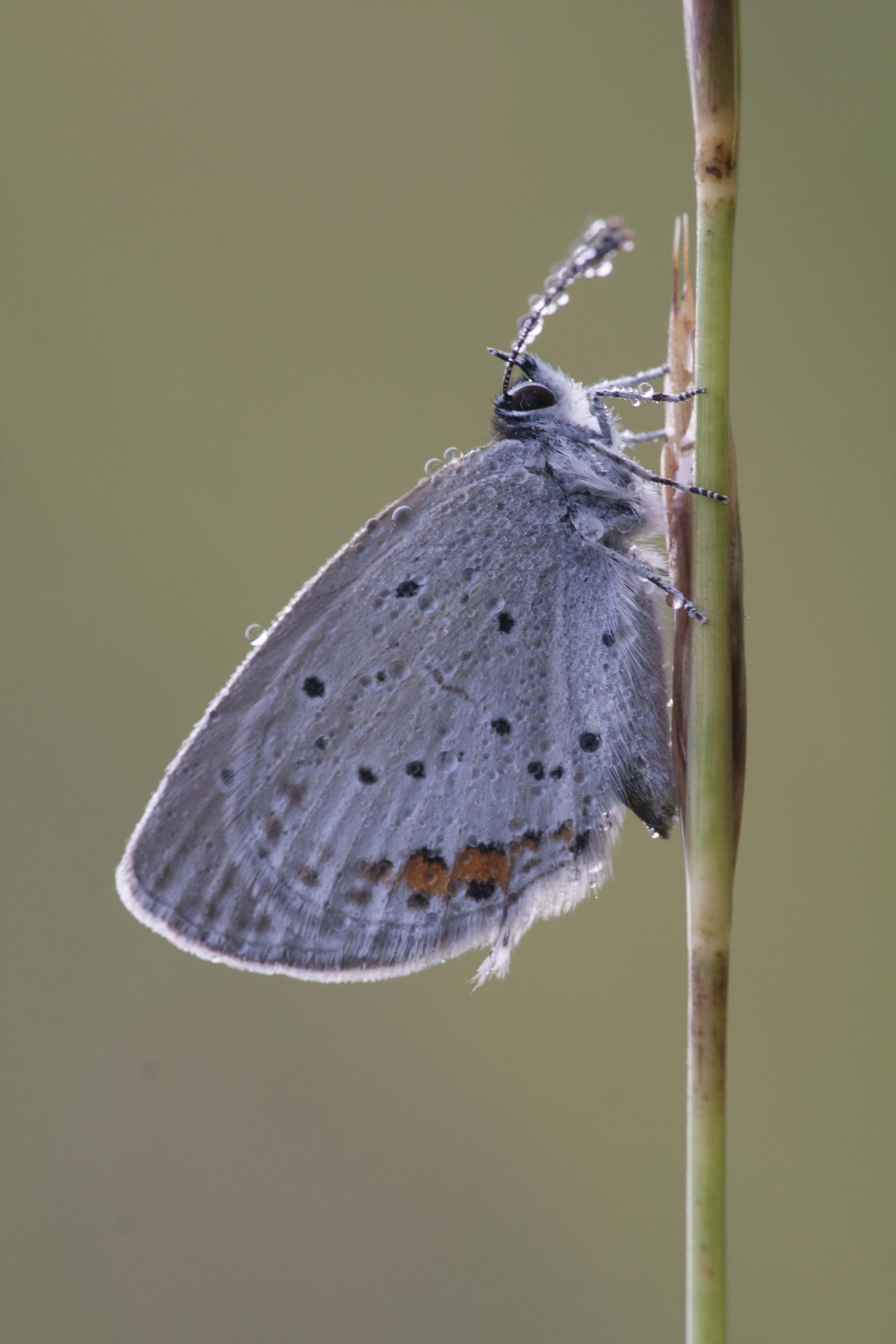 Short tailed blue  - Cupido argiades