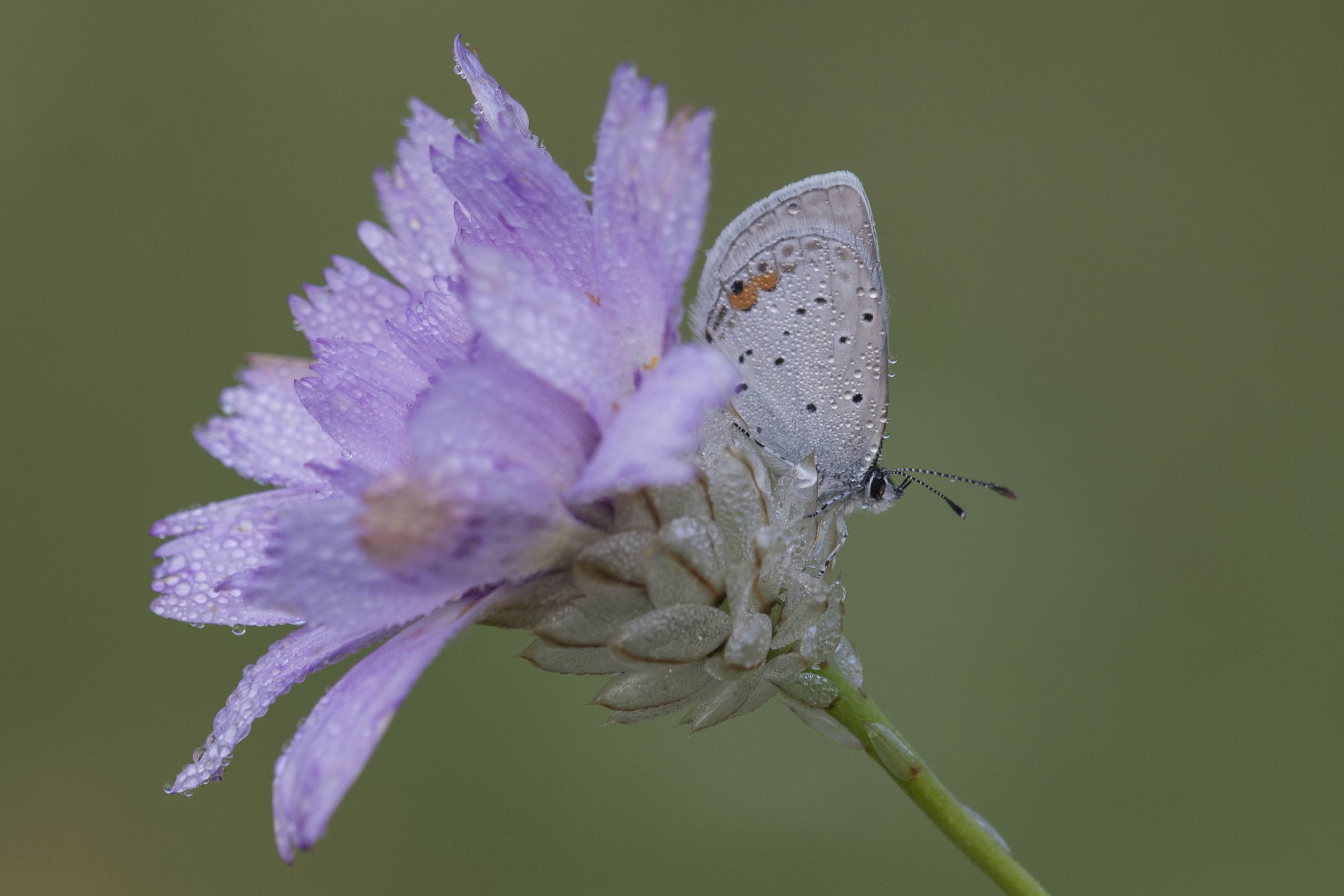 Short tailed blue  - Cupido argiades