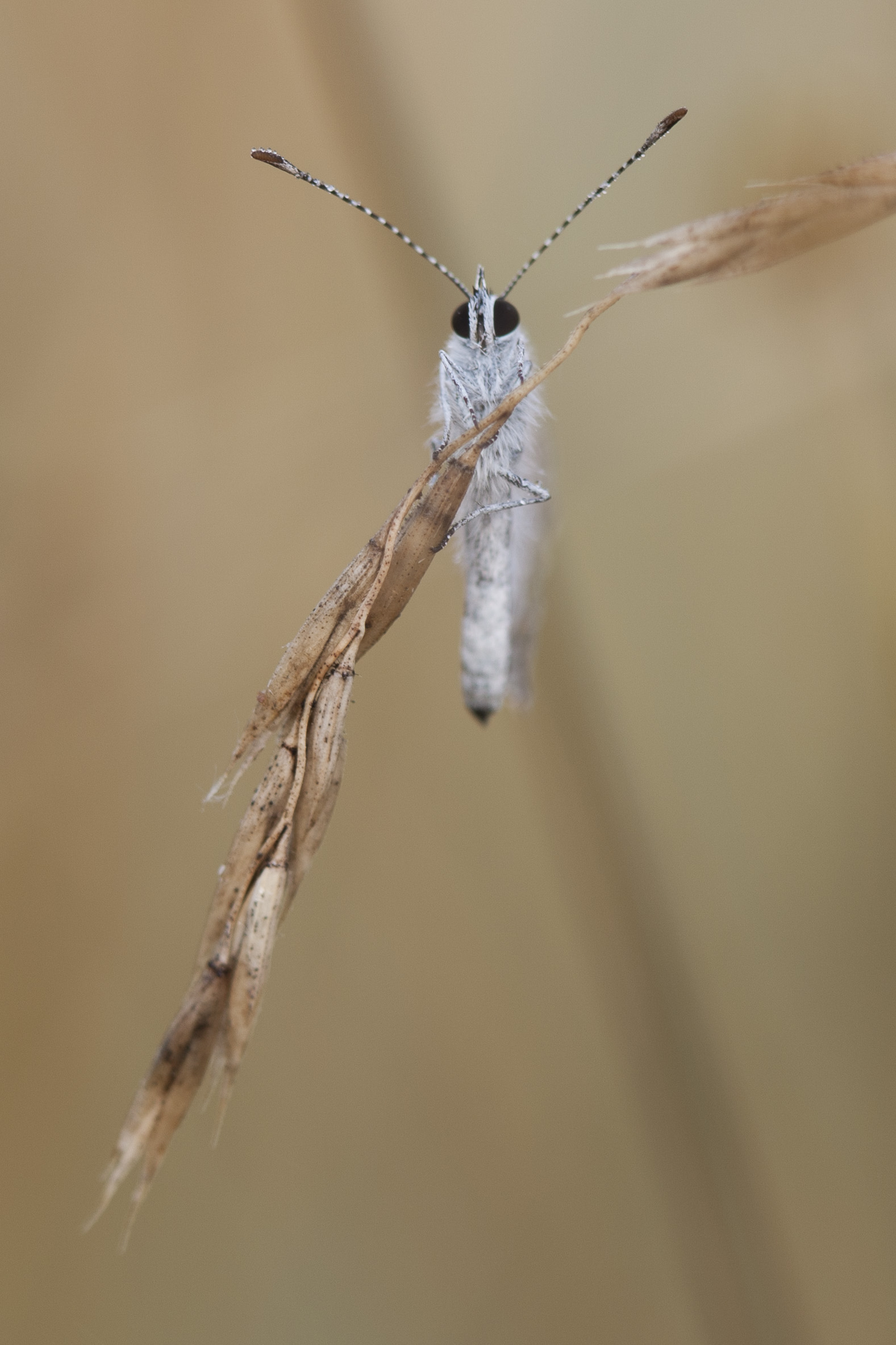 Short tailed blue  - Cupido argiades