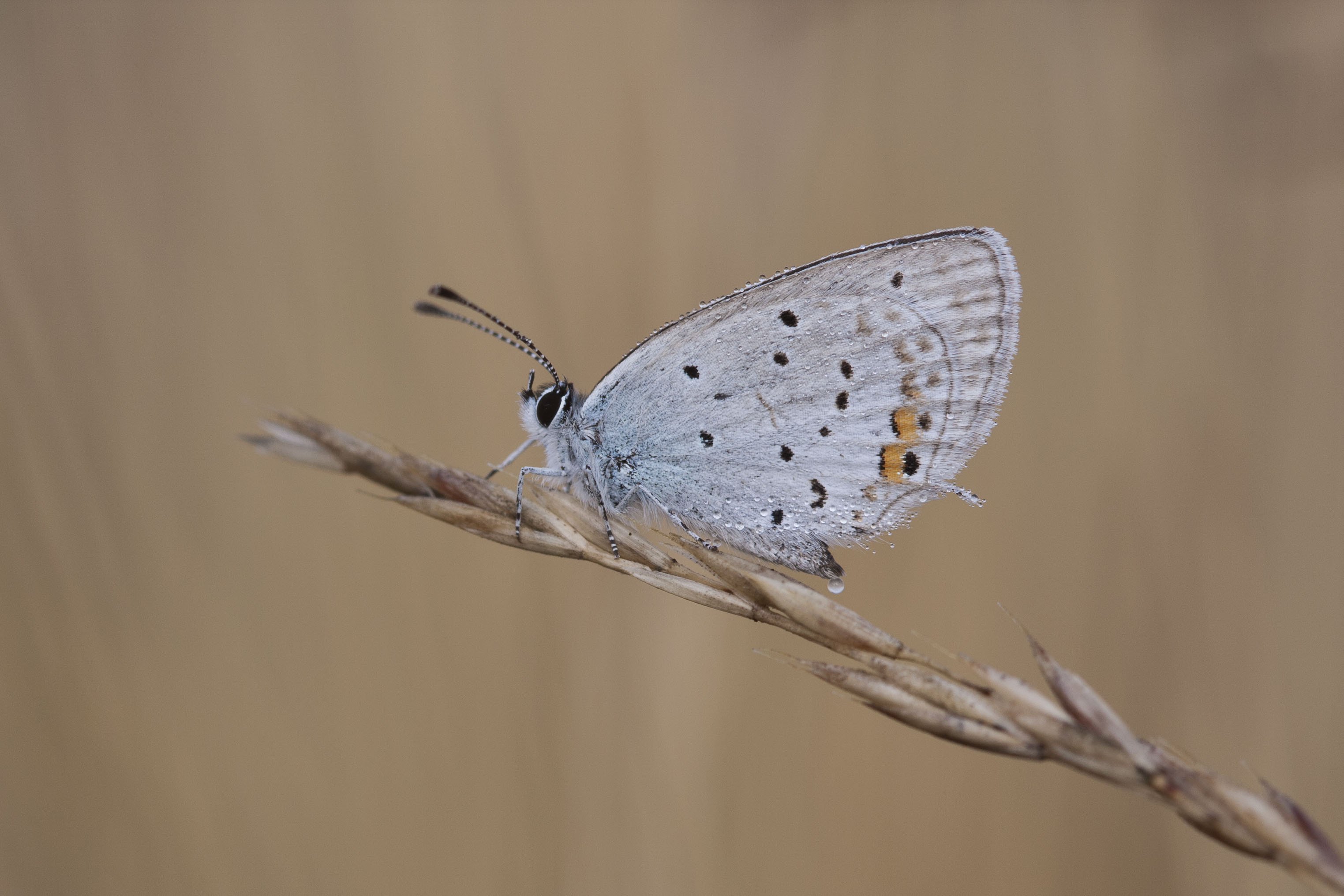 Short tailed blue 