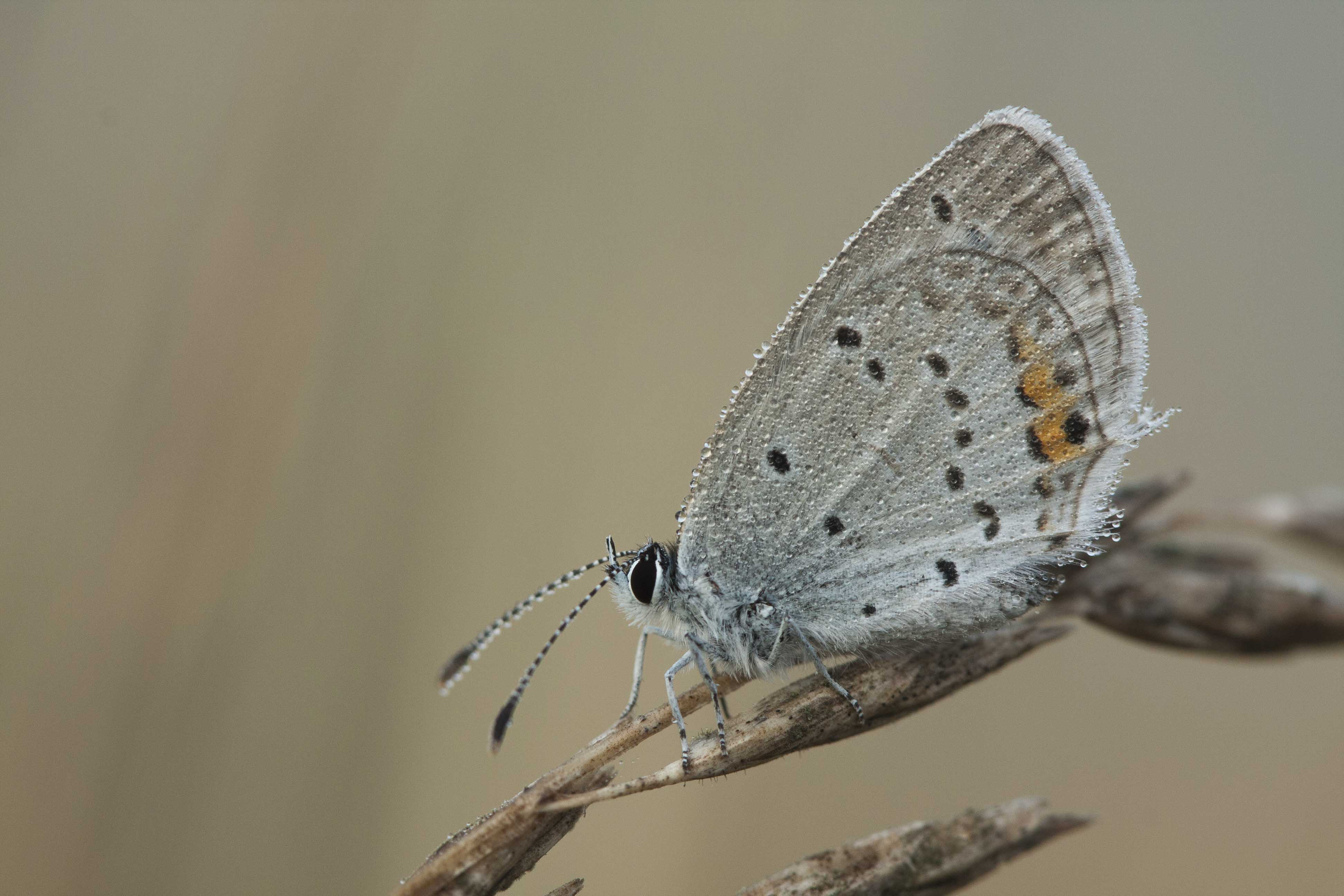 Short tailed blue  - Cupido argiades