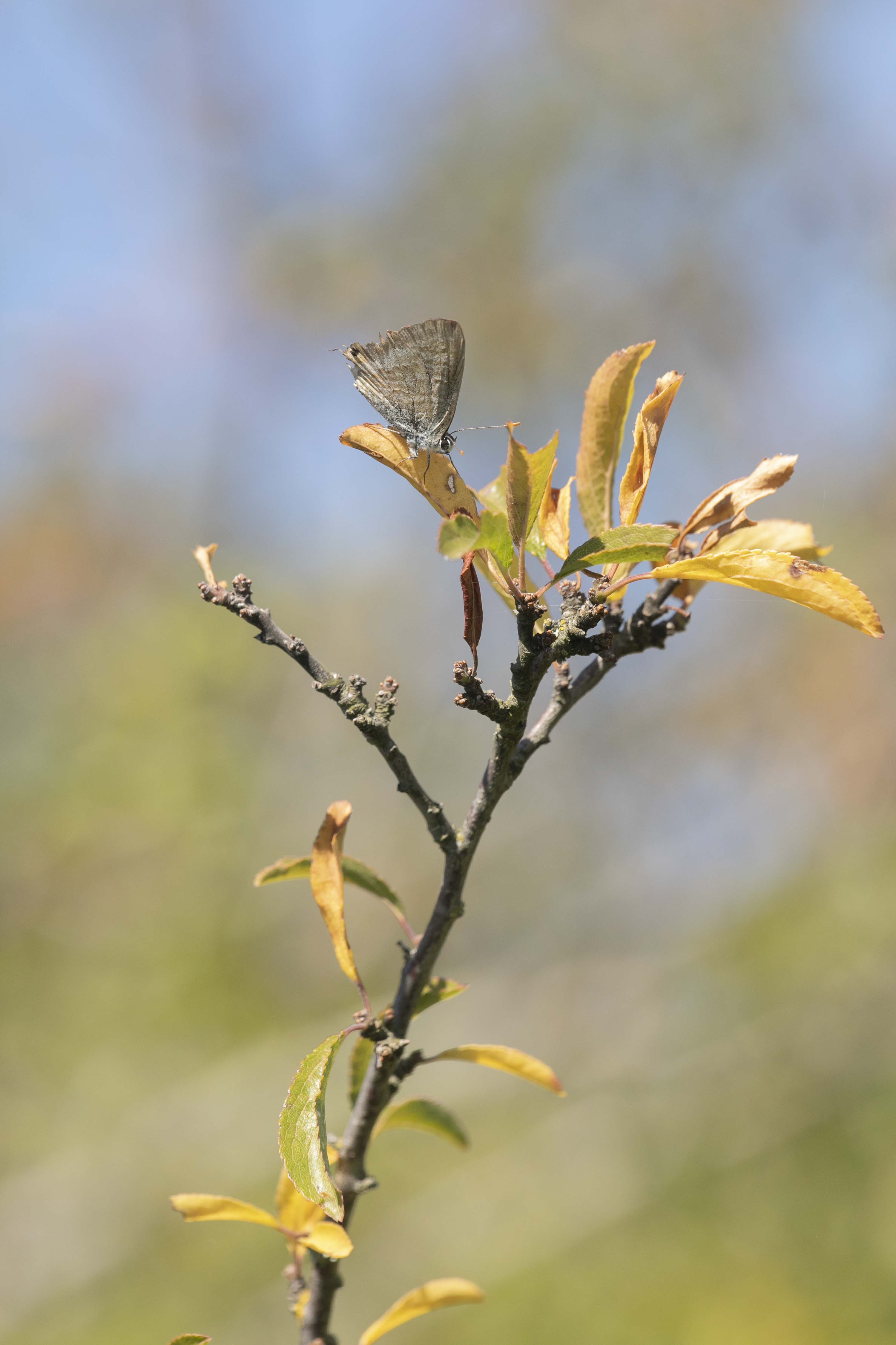 Long tailed blue  - Lampides boeticus