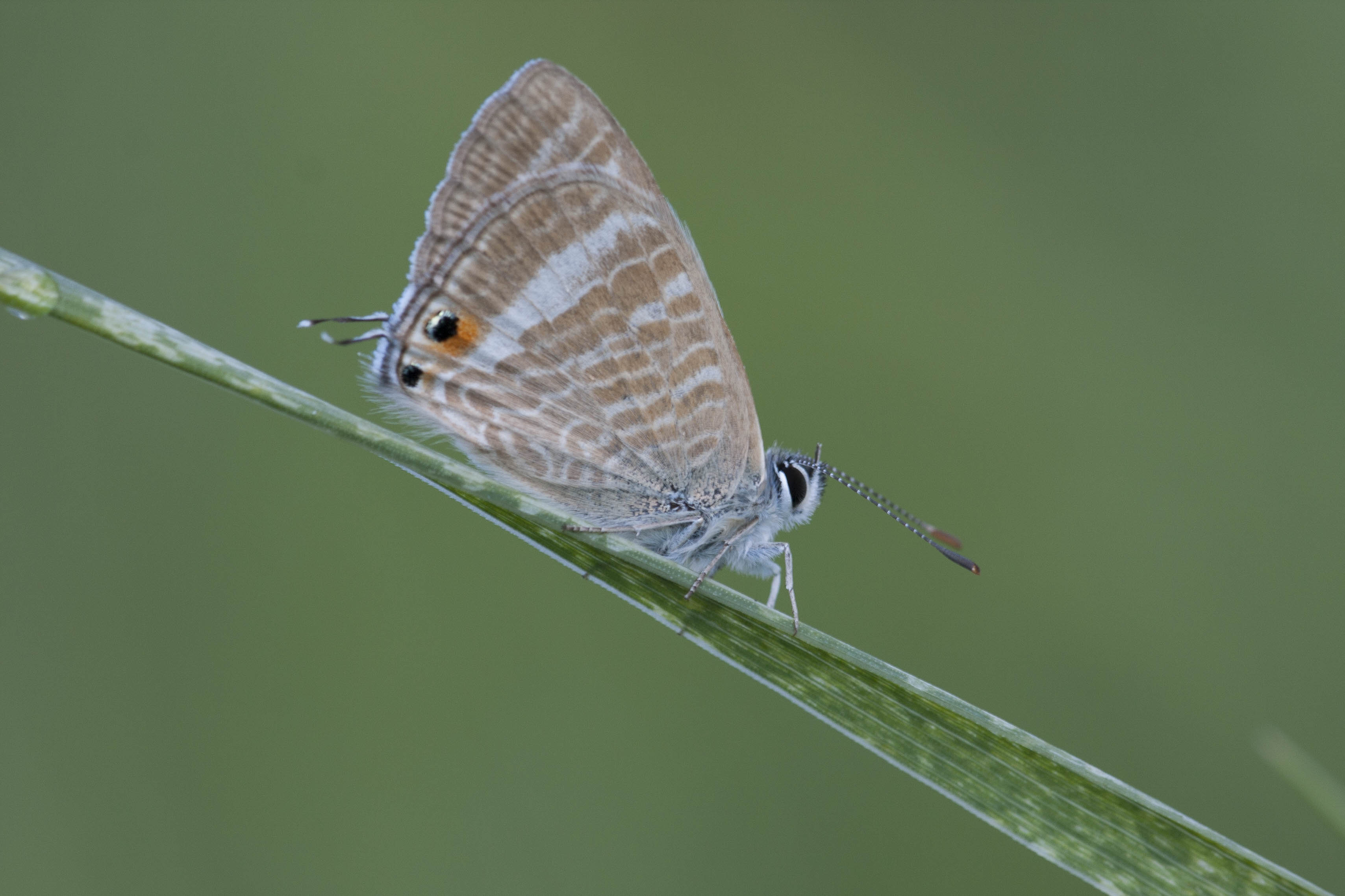 Long tailed blue  - Lampides boeticus