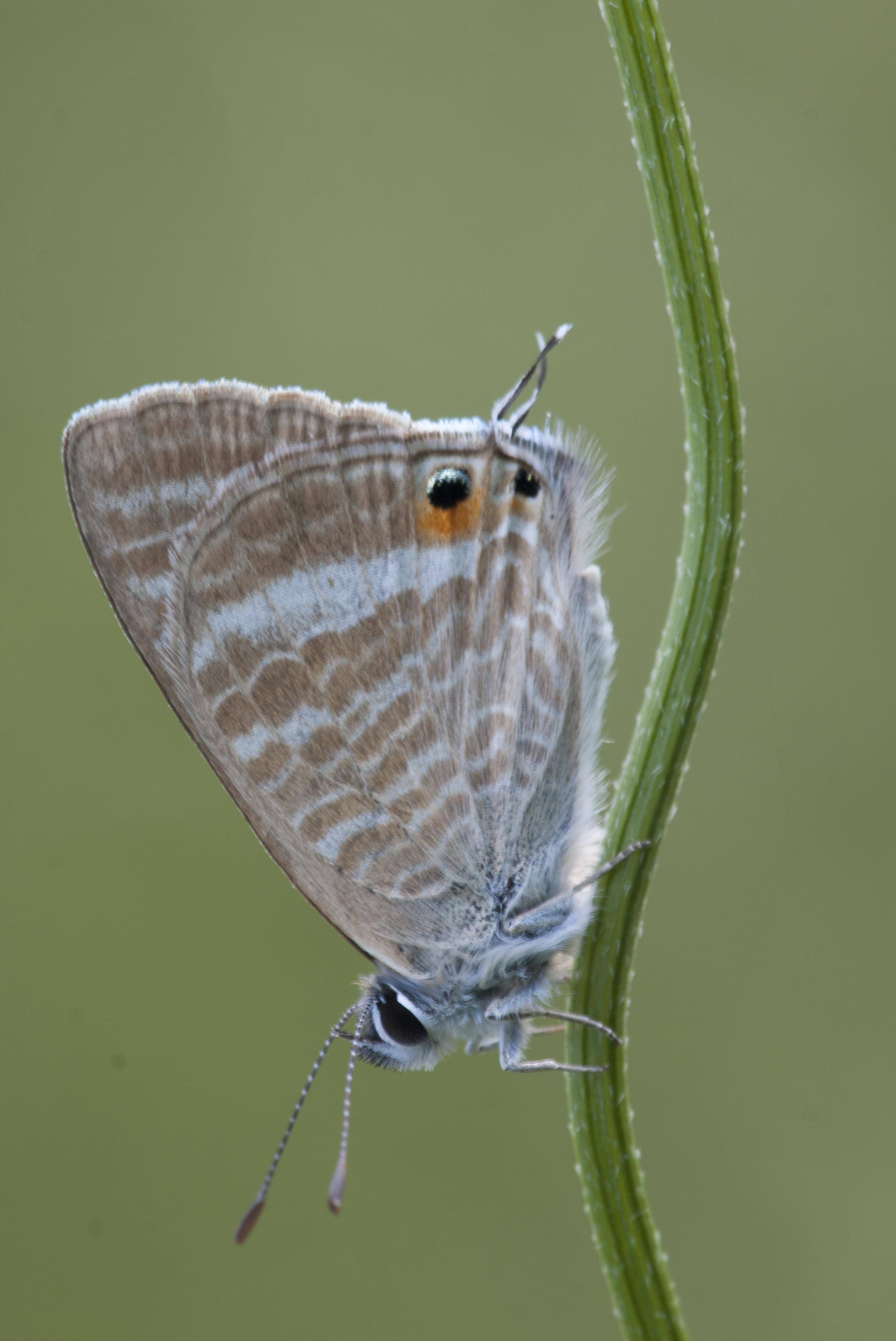 Long tailed blue 