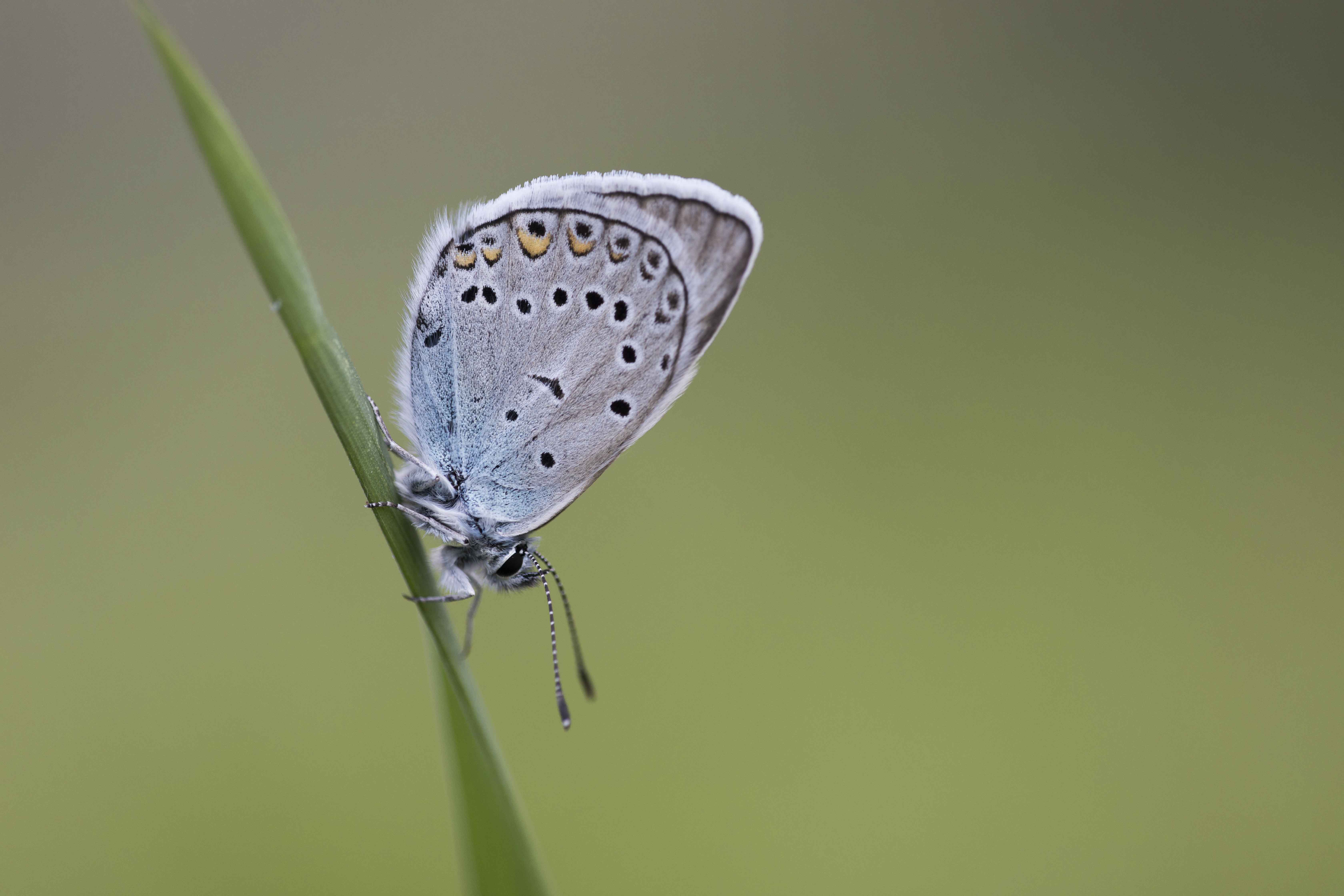 Amanda's blue  - Polyommatus amandus