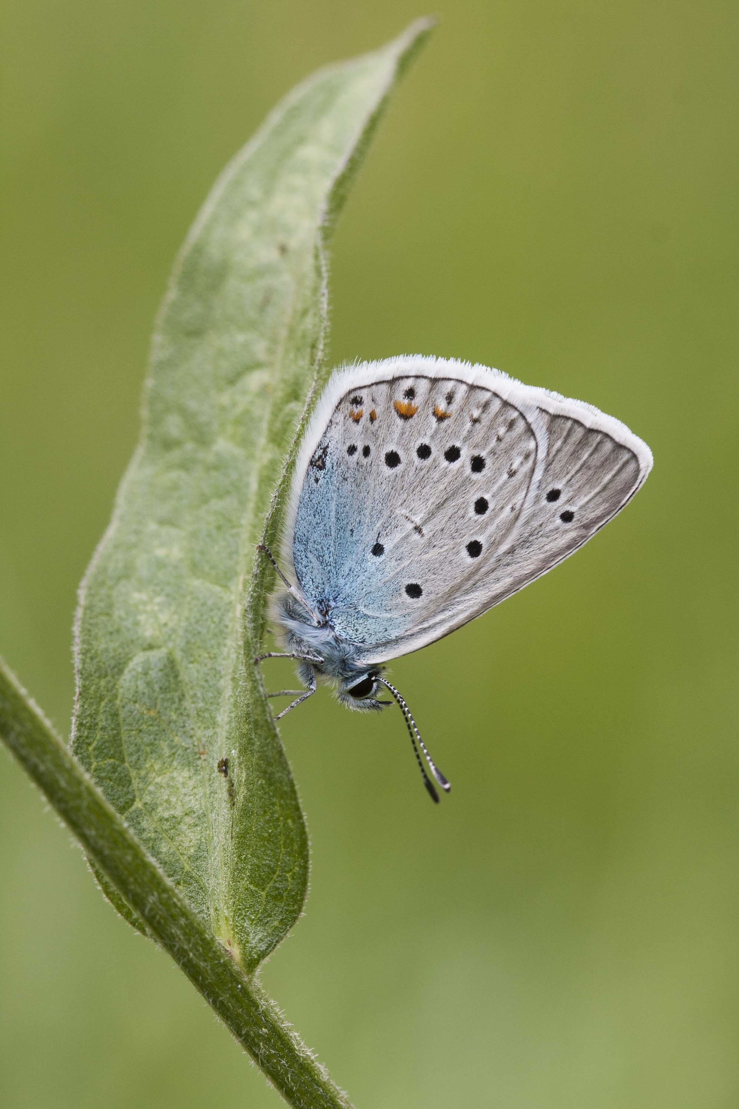 Amanda's blue  - Polyommatus amandus