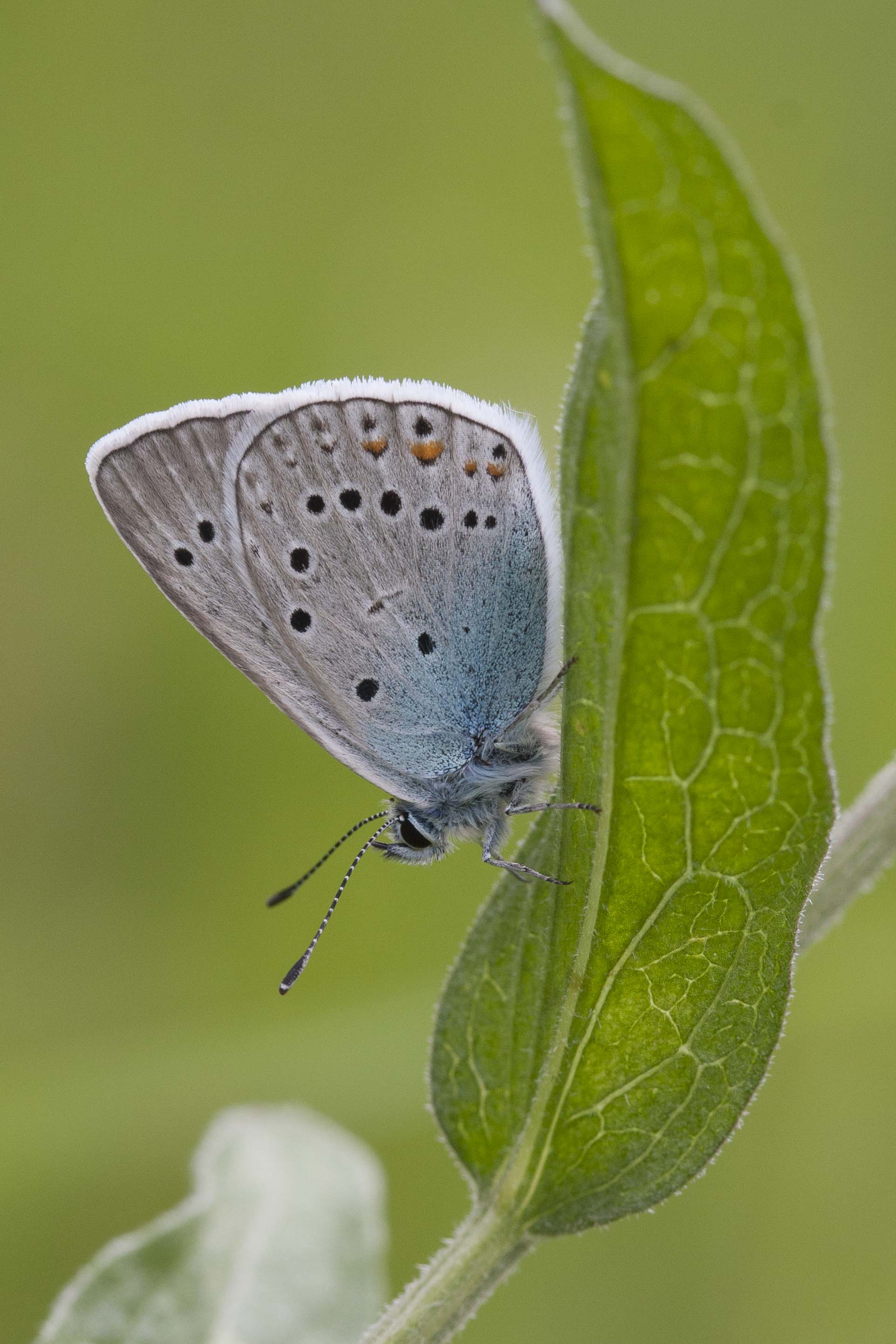 Amanda's blue  - Polyommatus amandus