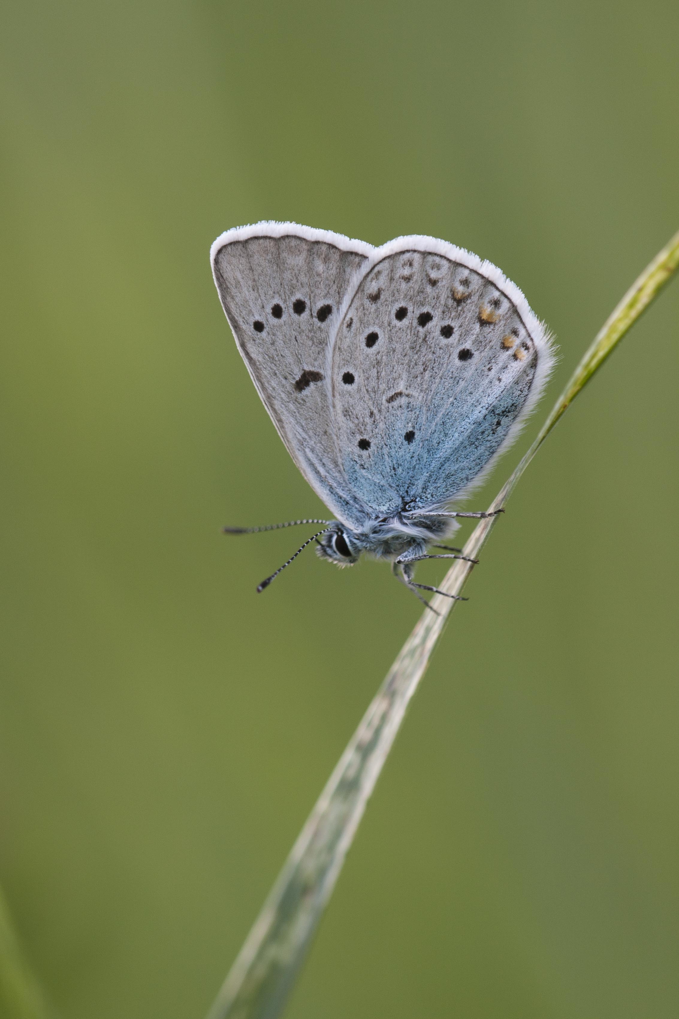 Amanda's blue  - Polyommatus amandus