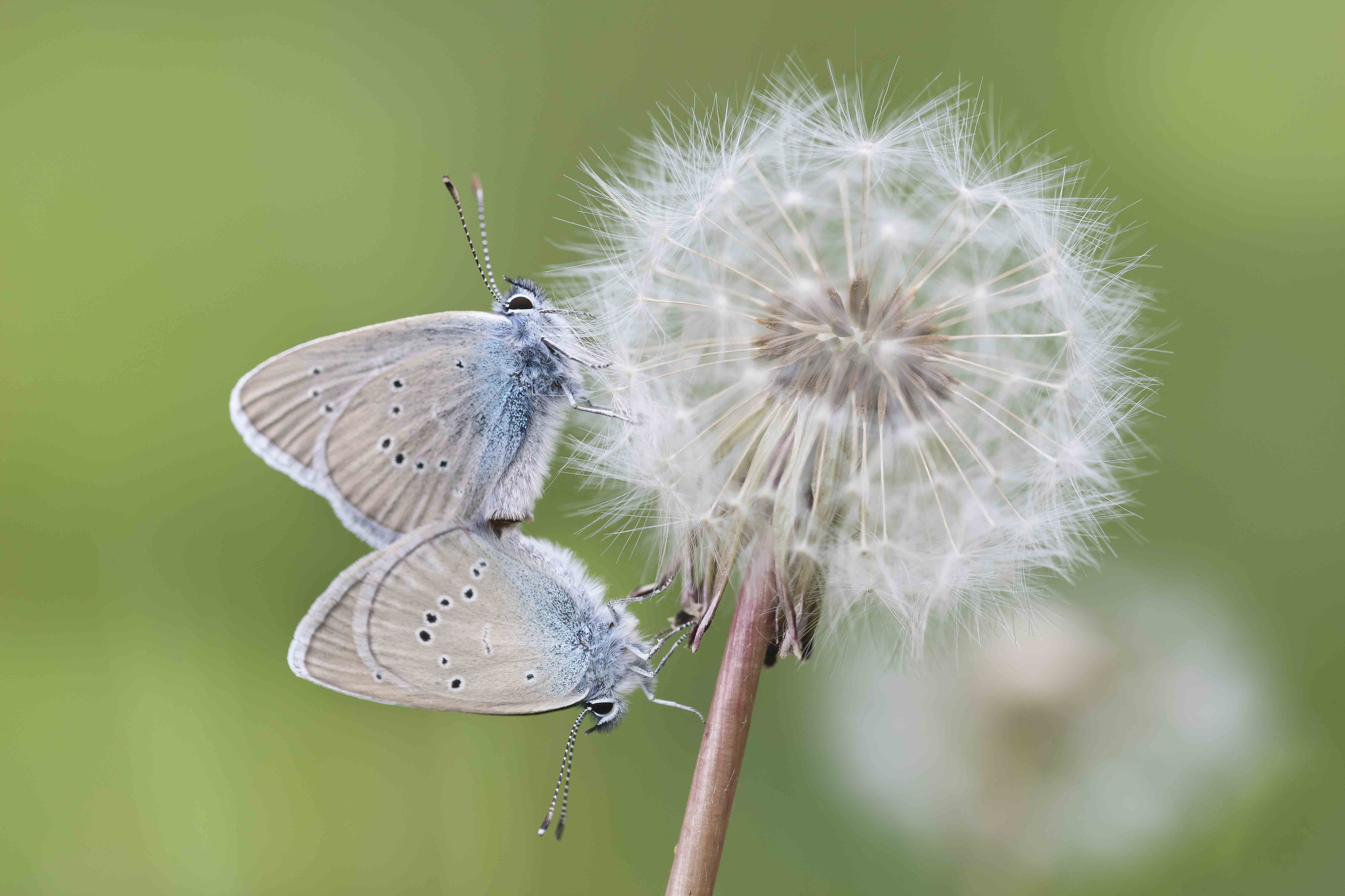 Mazarine blue  - Cyaniris semiargus