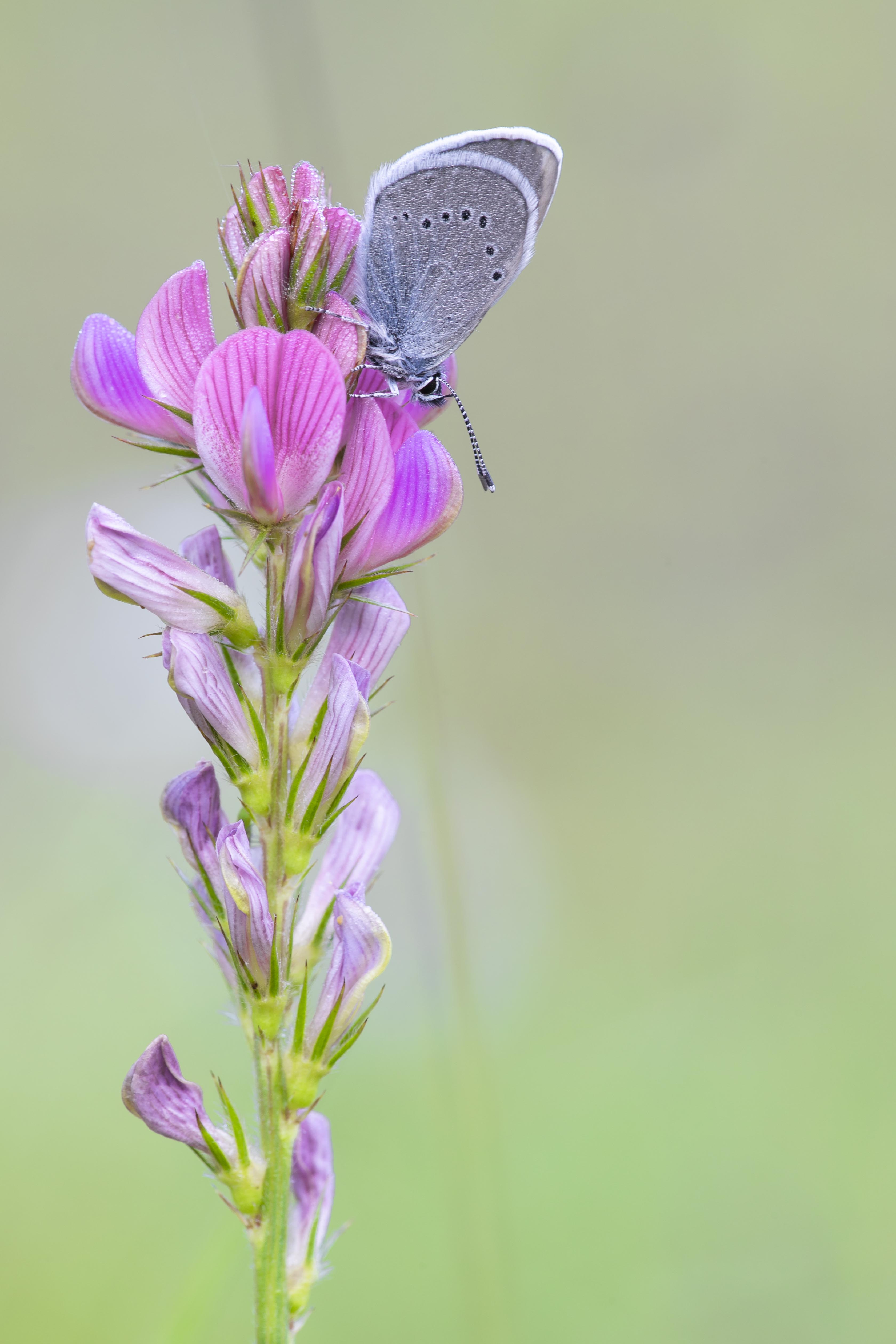 Mazarine blue  - Cyaniris semiargus