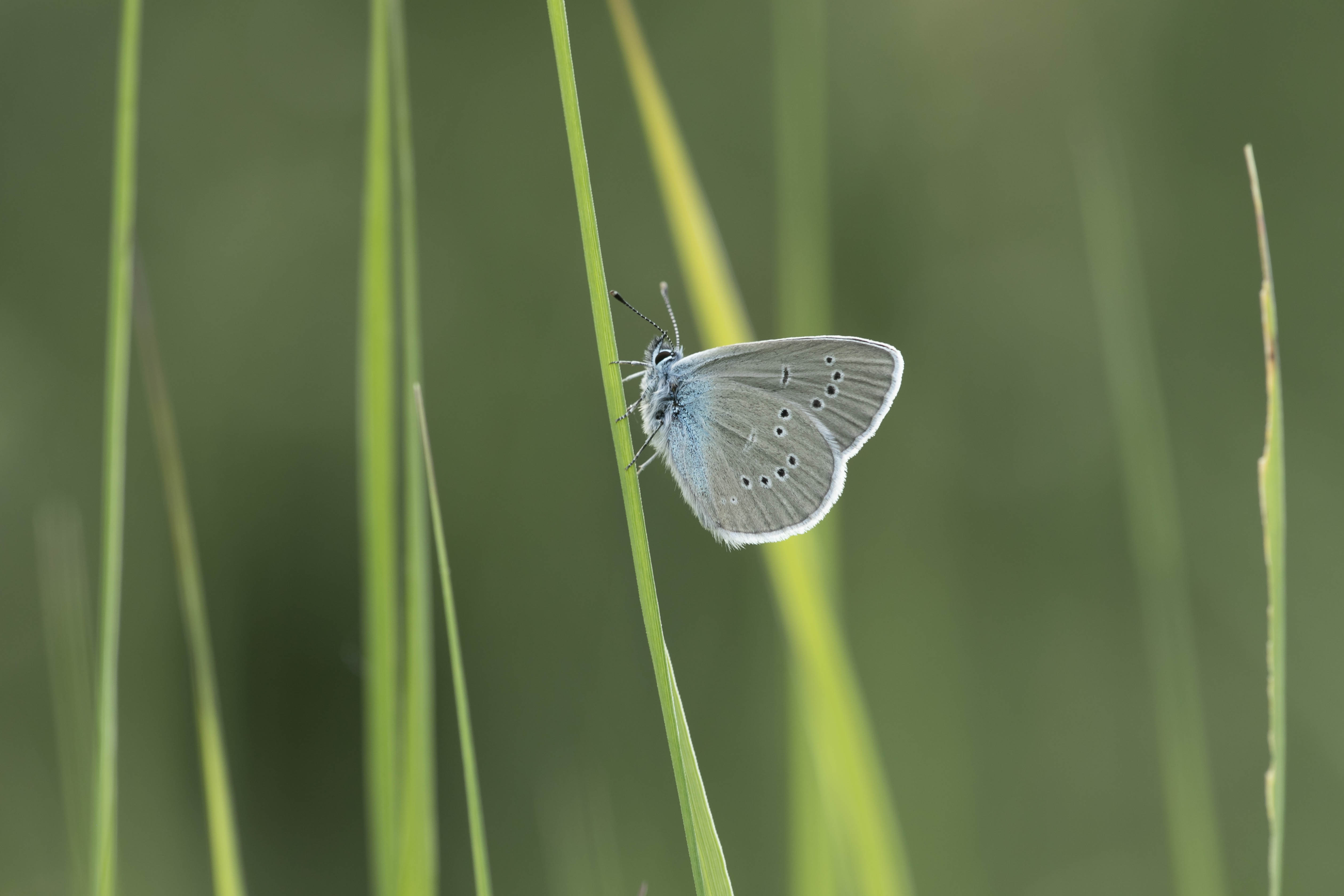 Mazarine blue  - Cyaniris semiargus