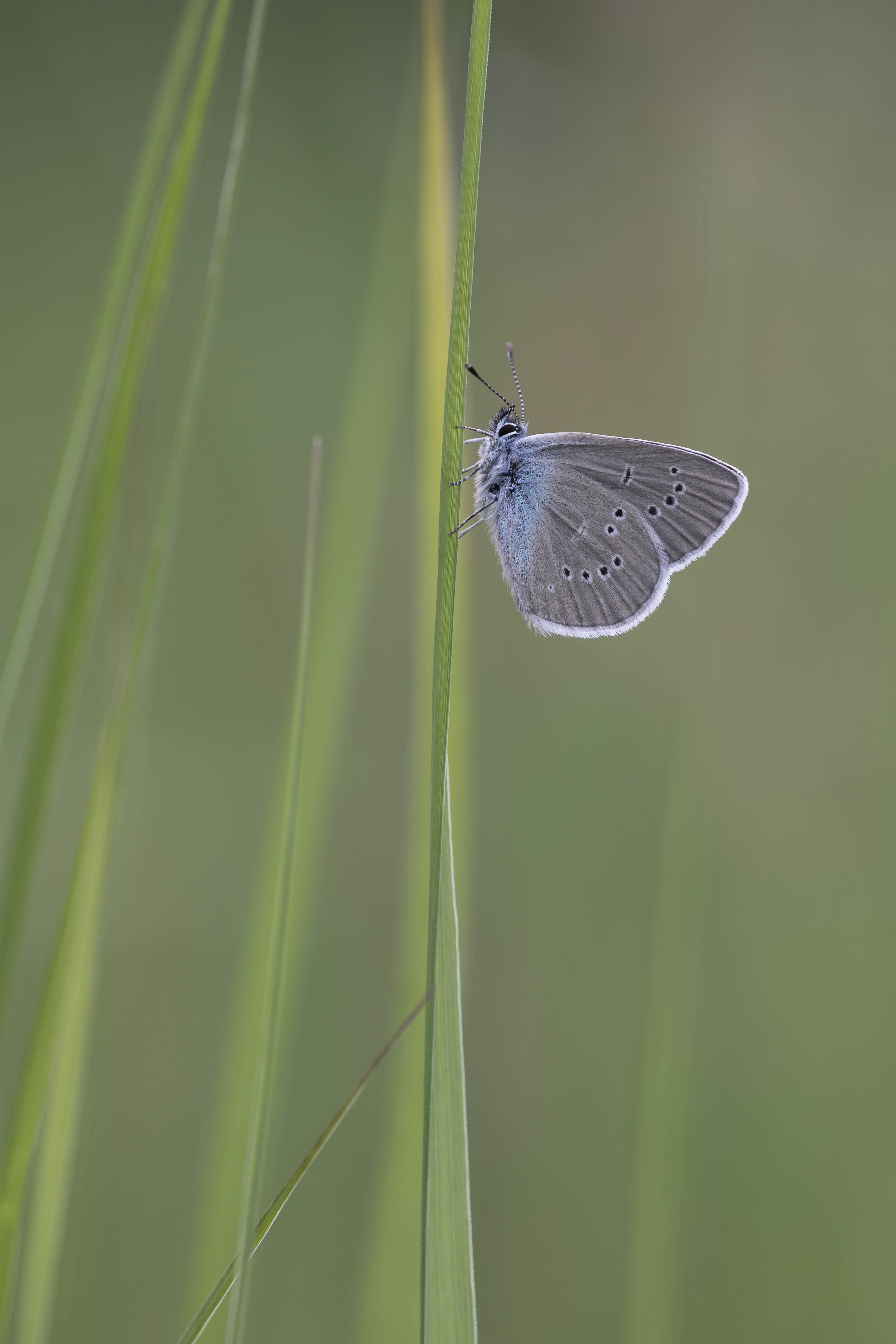 Mazarine blue  - Cyaniris semiargus