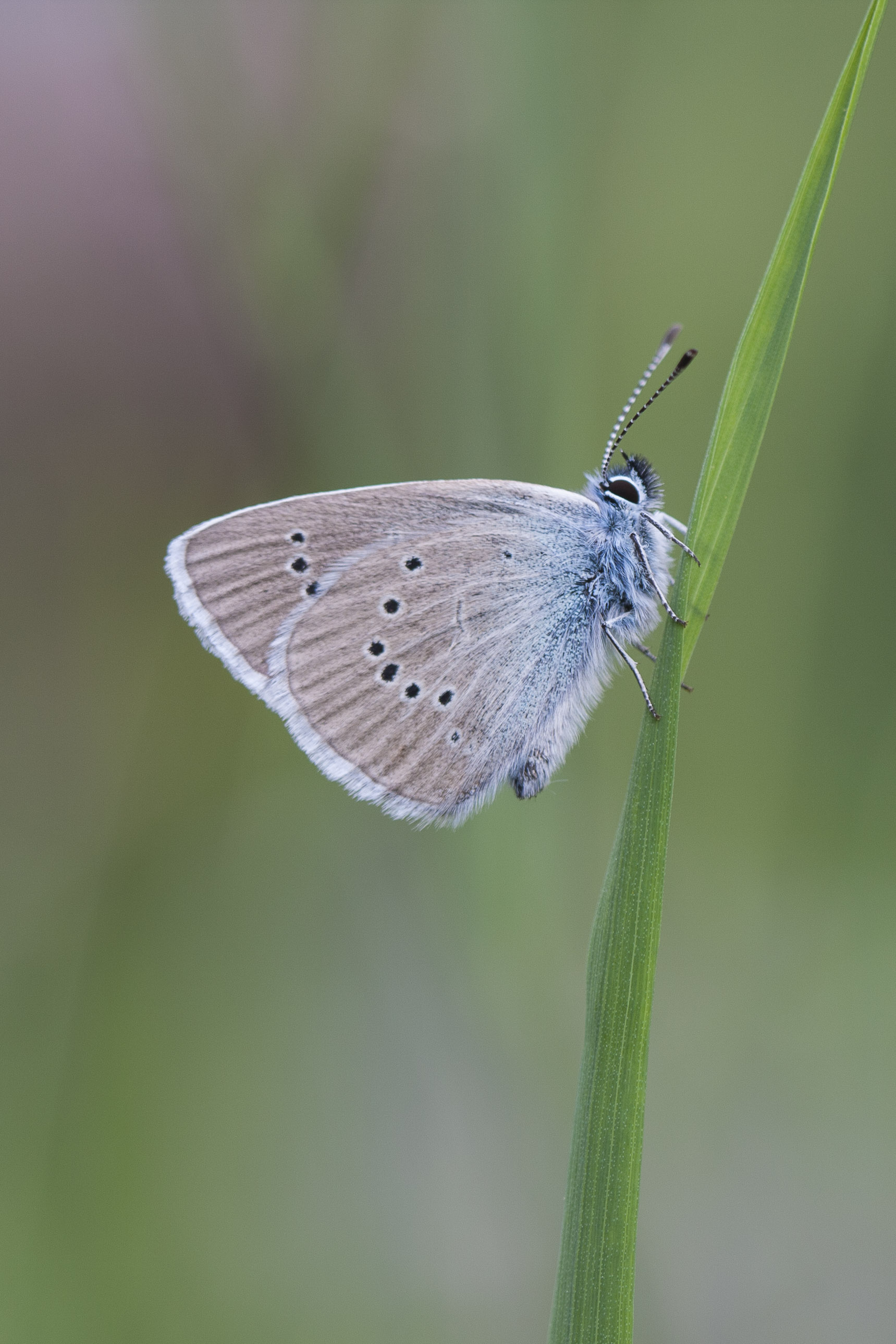 Klaverblauwtje  - Cyaniris semiargus