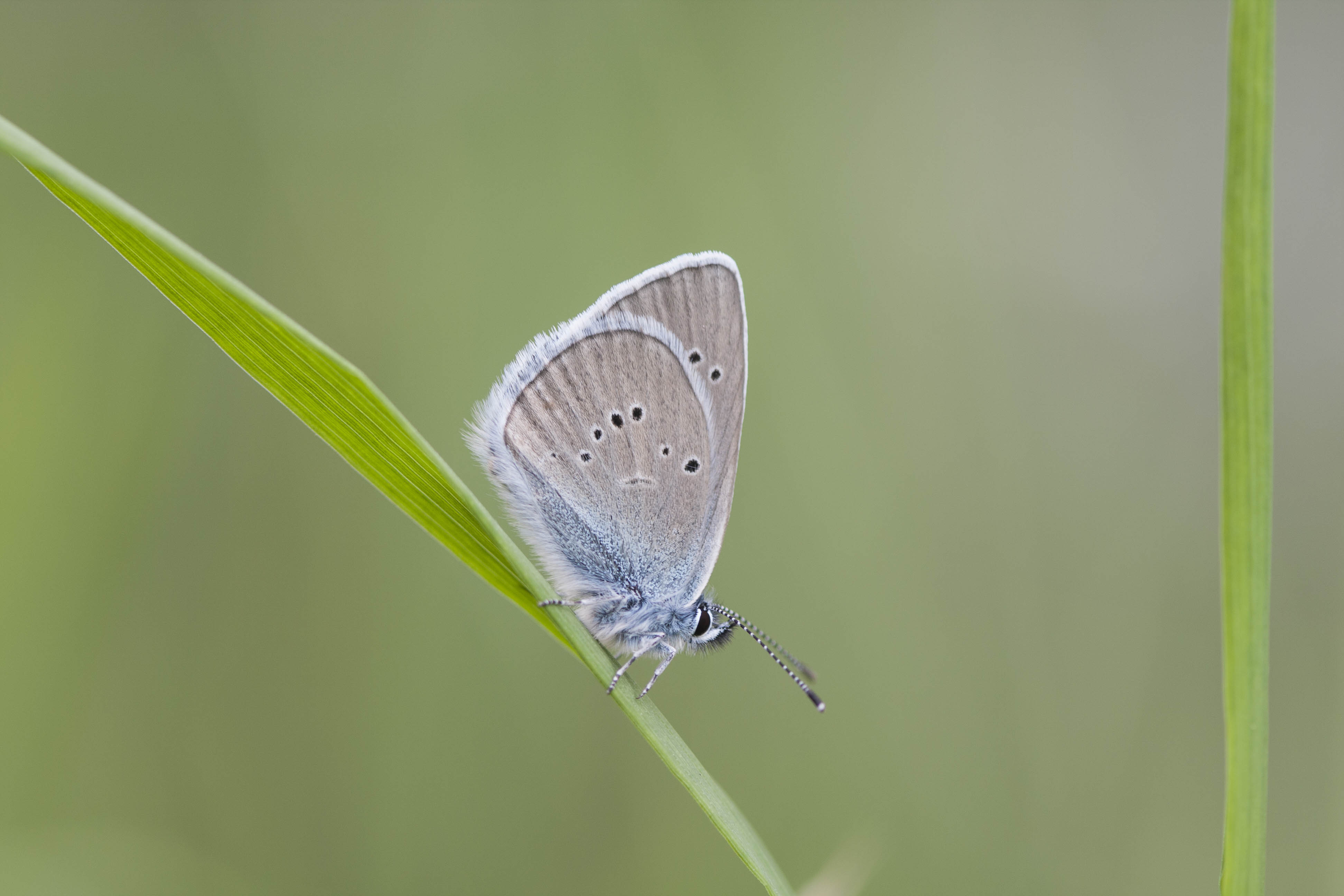 Klaverblauwtje  - Cyaniris semiargus