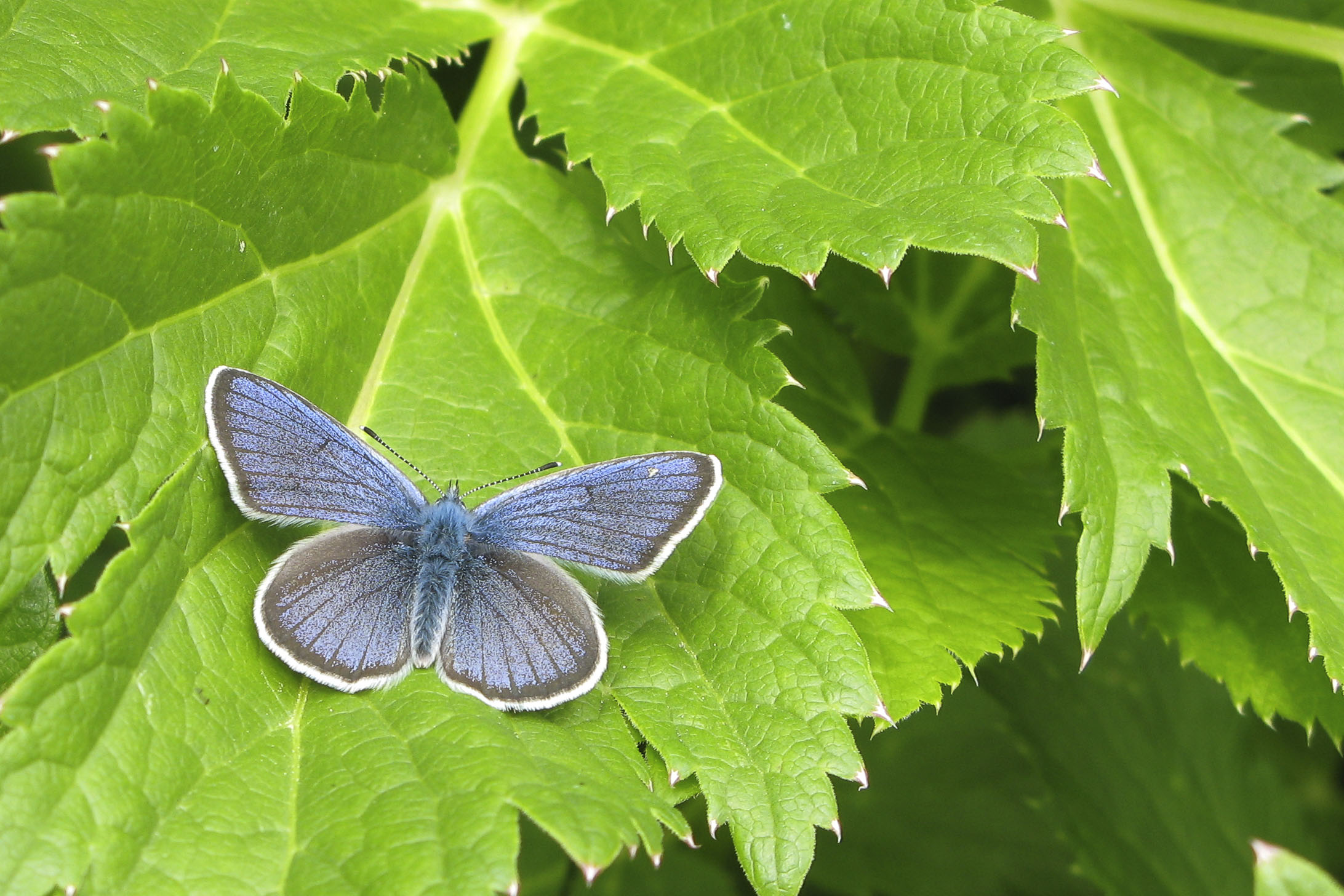 Mazarine blue  - Cyaniris semiargus