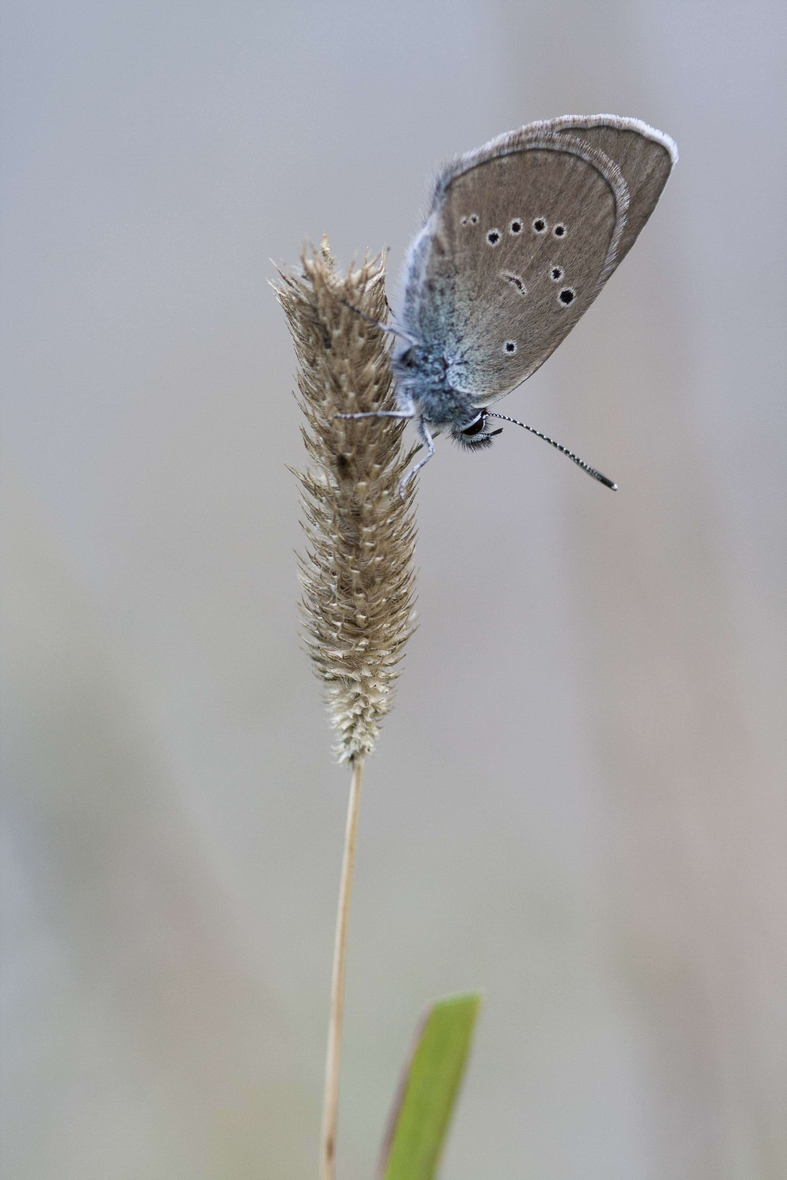 Mazarine blue  - Cyaniris semiargus