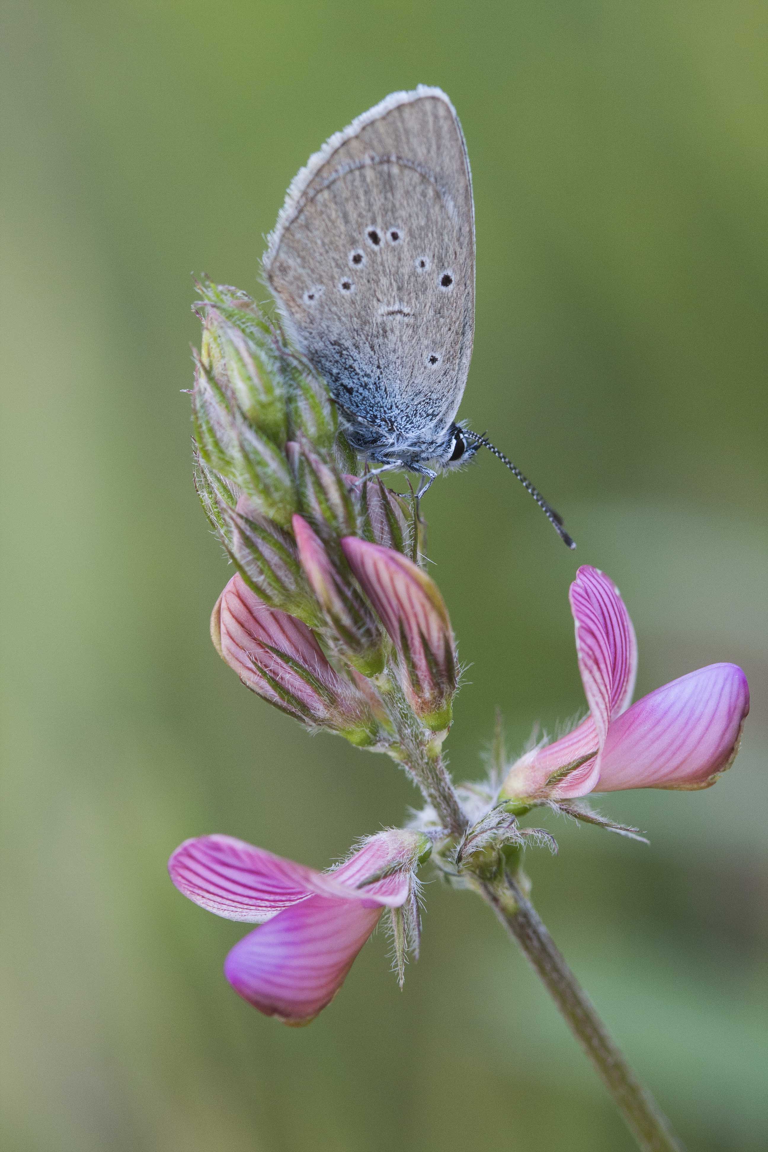 Mazarine blue  - Cyaniris semiargus