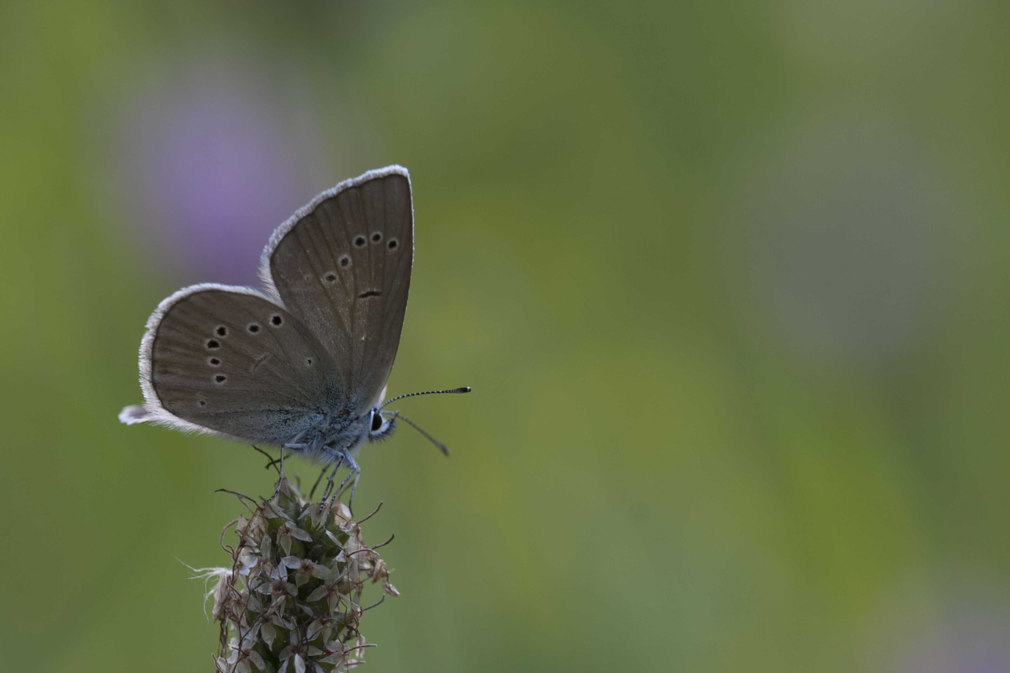 Mazarine blue  - Cyaniris semiargus