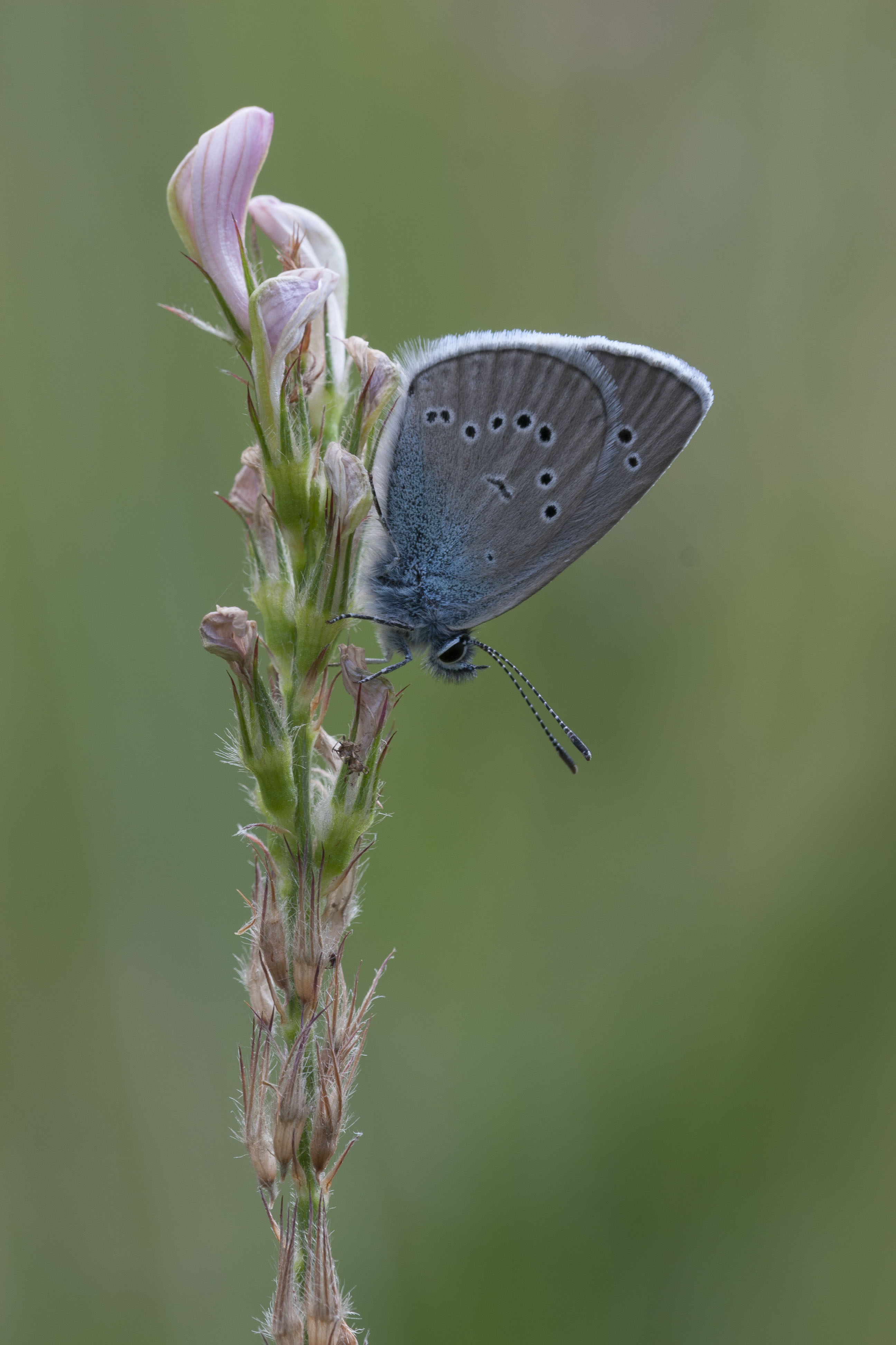 Mazarine blue  - Cyaniris semiargus