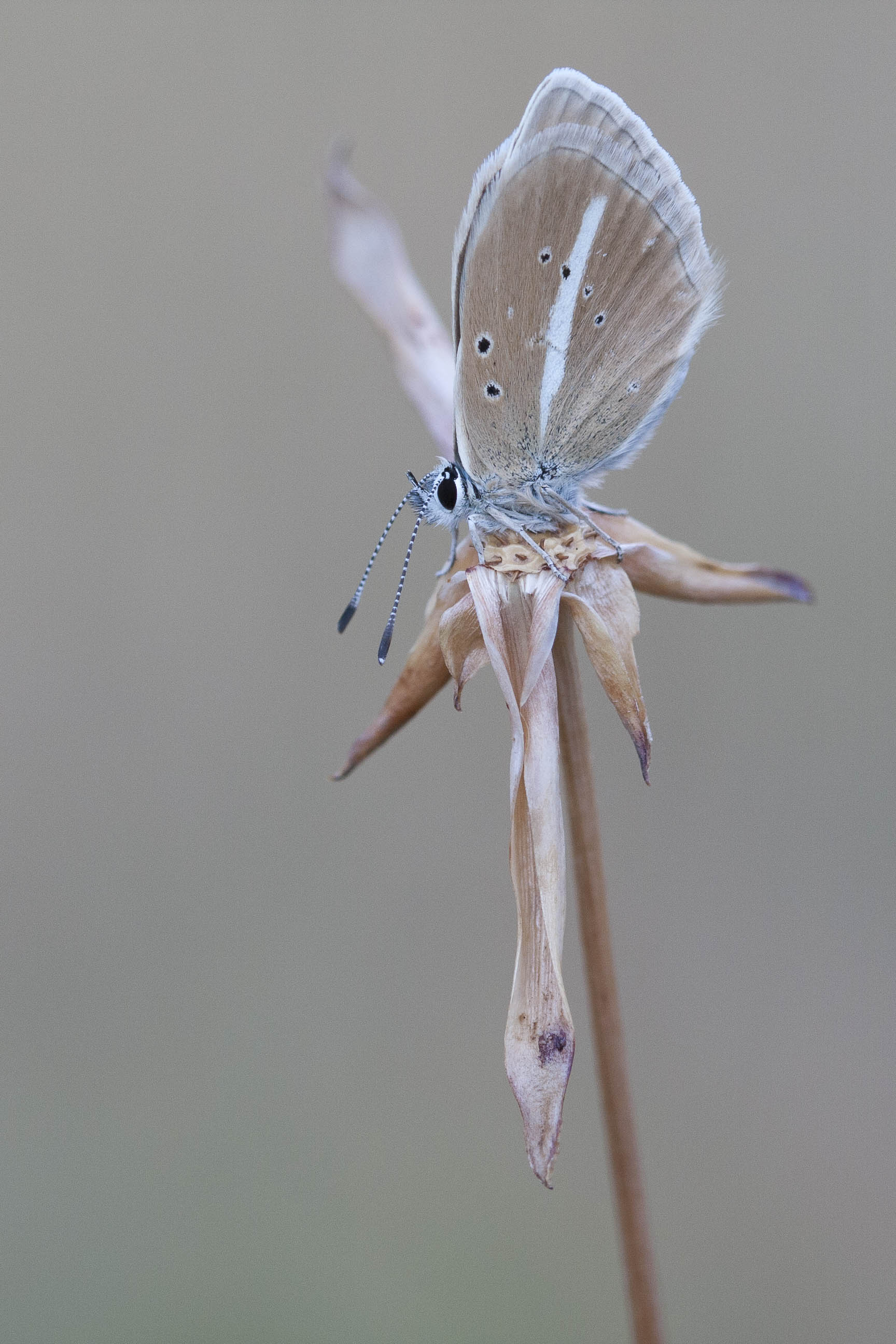 Witstreepblauwtje  - Polyommatus damon