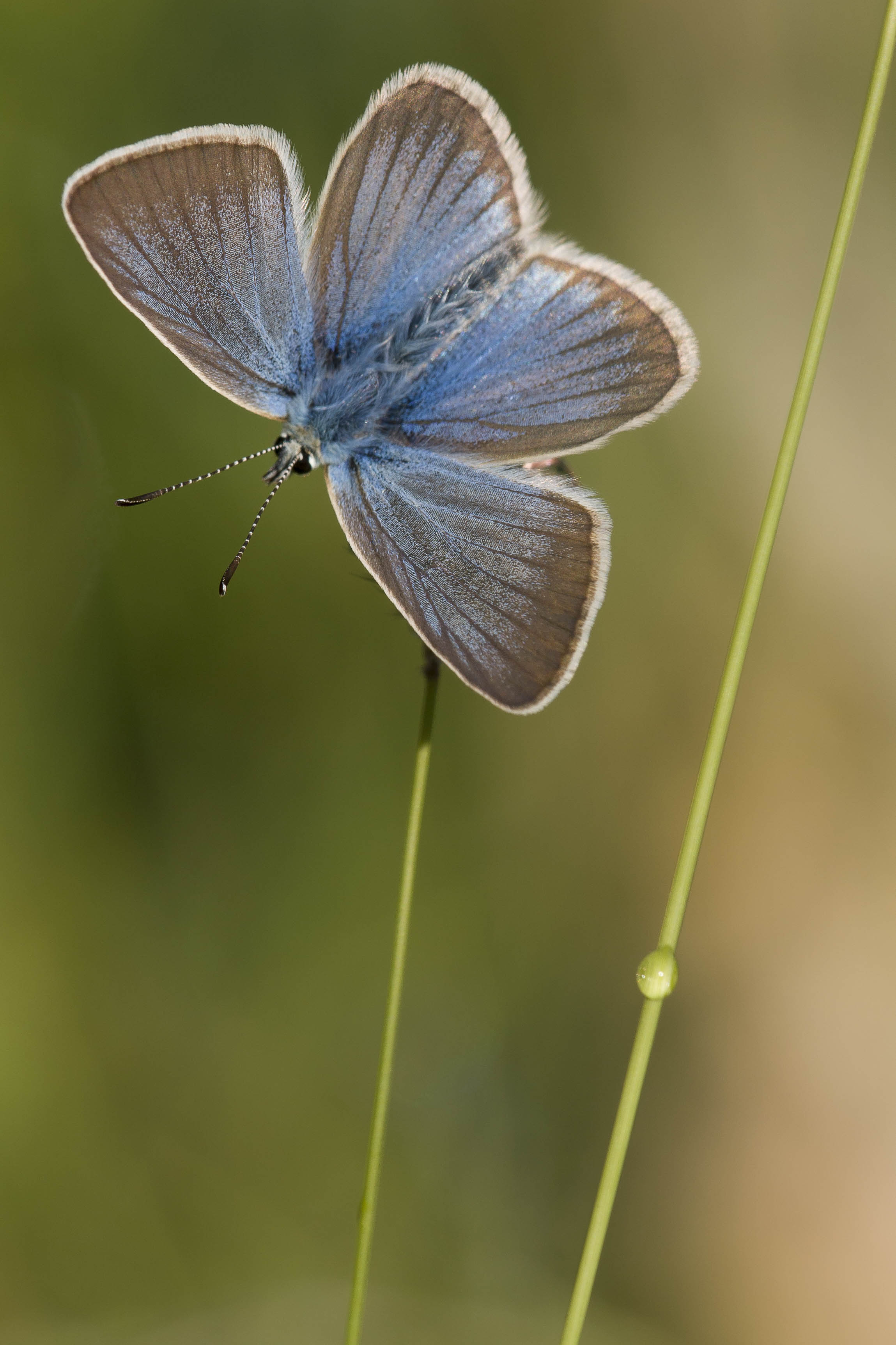 Witstreepblauwtje  - Polyommatus damon