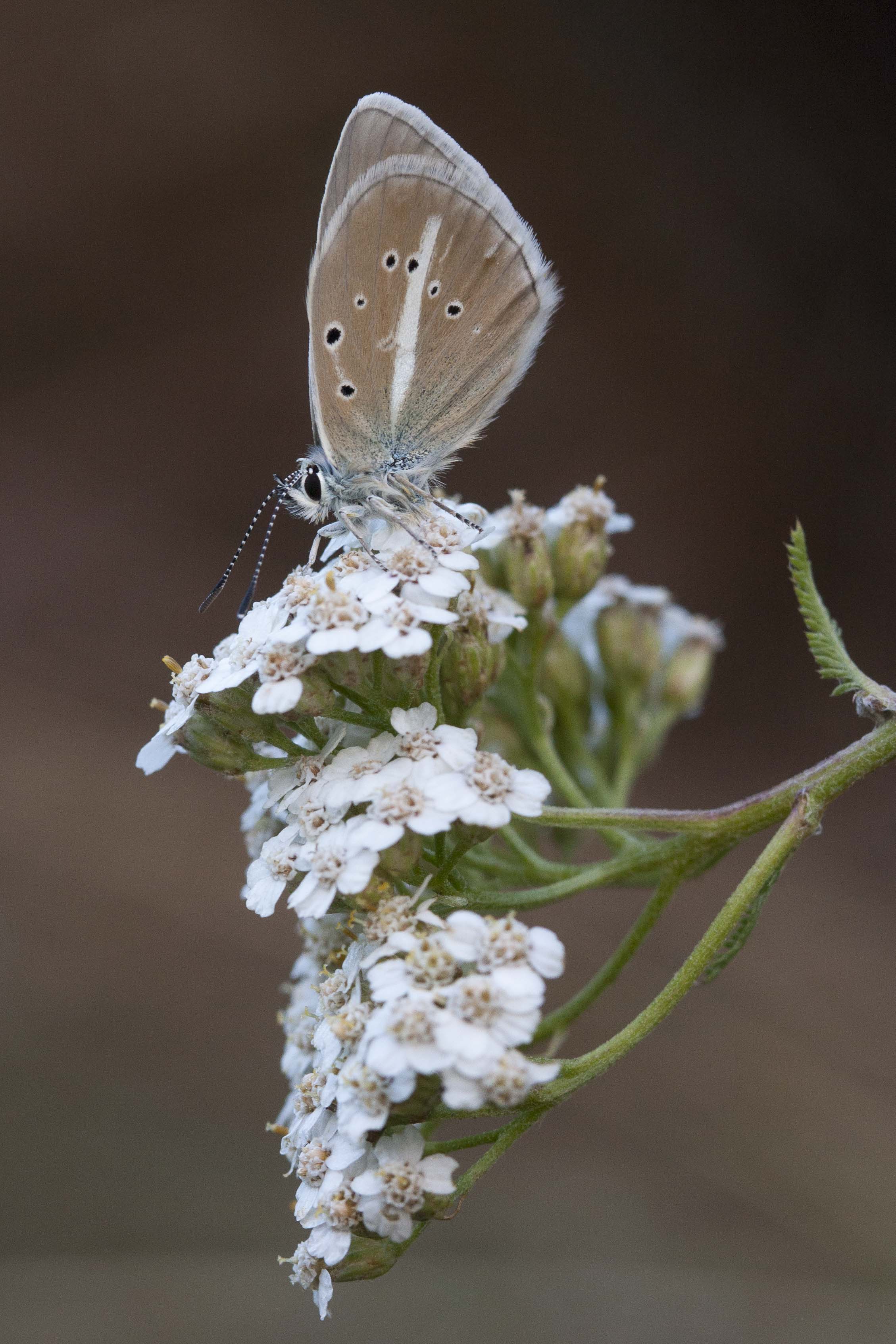 Witstreepblauwtje  - Polyommatus damon