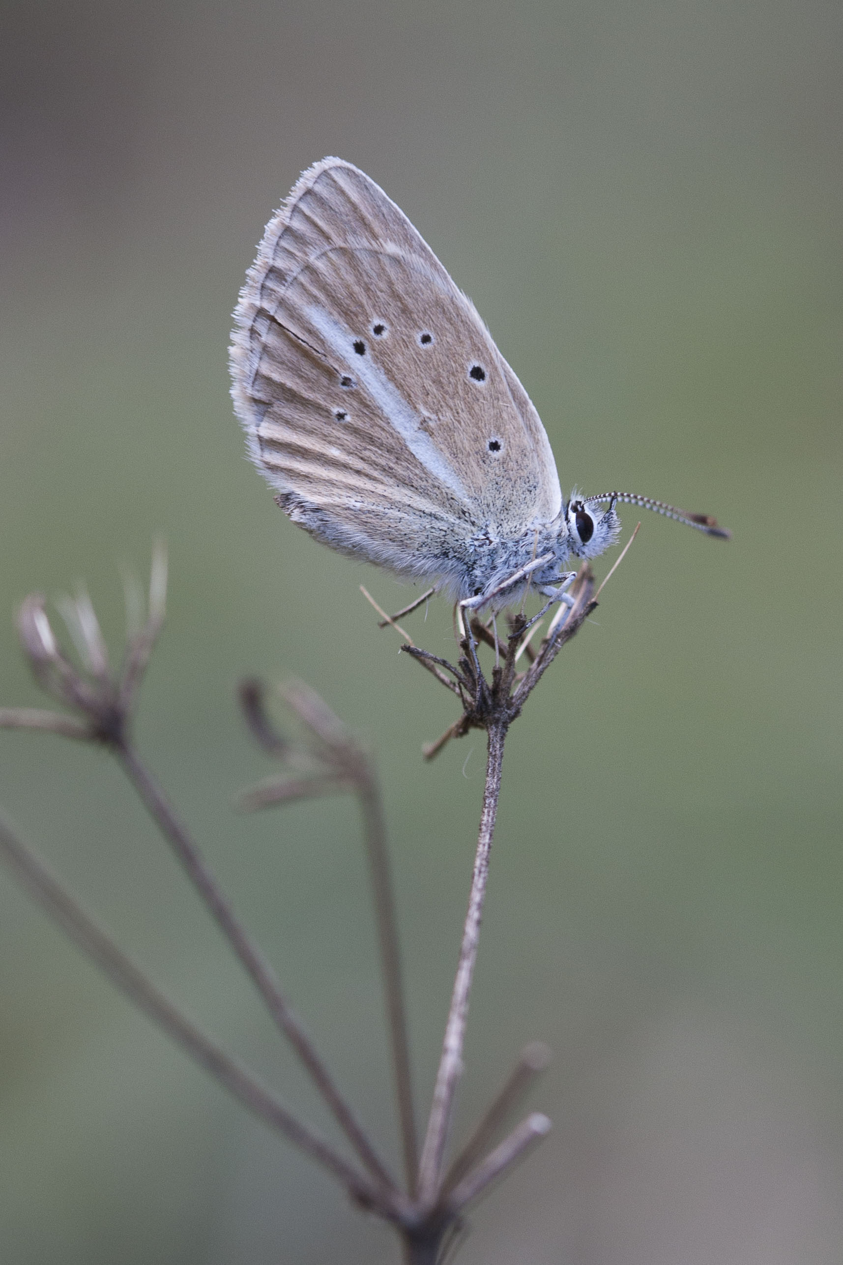 Witstreepblauwtje  - Polyommatus damon